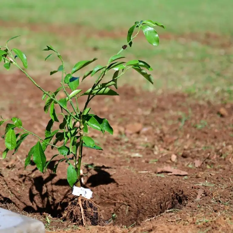 649272699_122176165346749960_2599476577869046136_n